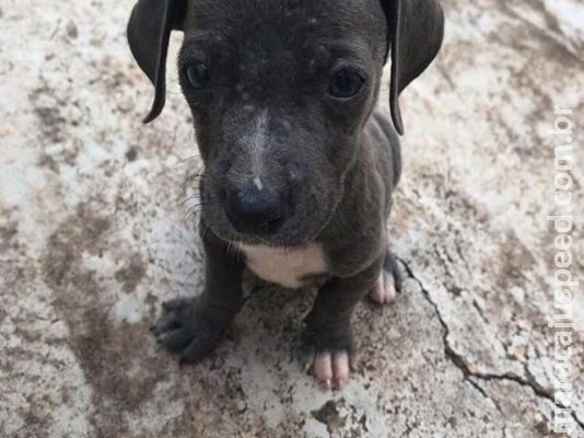 ONG realiza bazar beneficente em prol de animais resgatados ONG realiza bazar beneficente em prol de animais resgatados