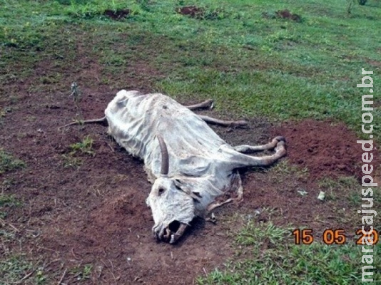 Pecuarista é autuado em R$ 145 mil por abandonar 270 cabeças de gado em fazenda