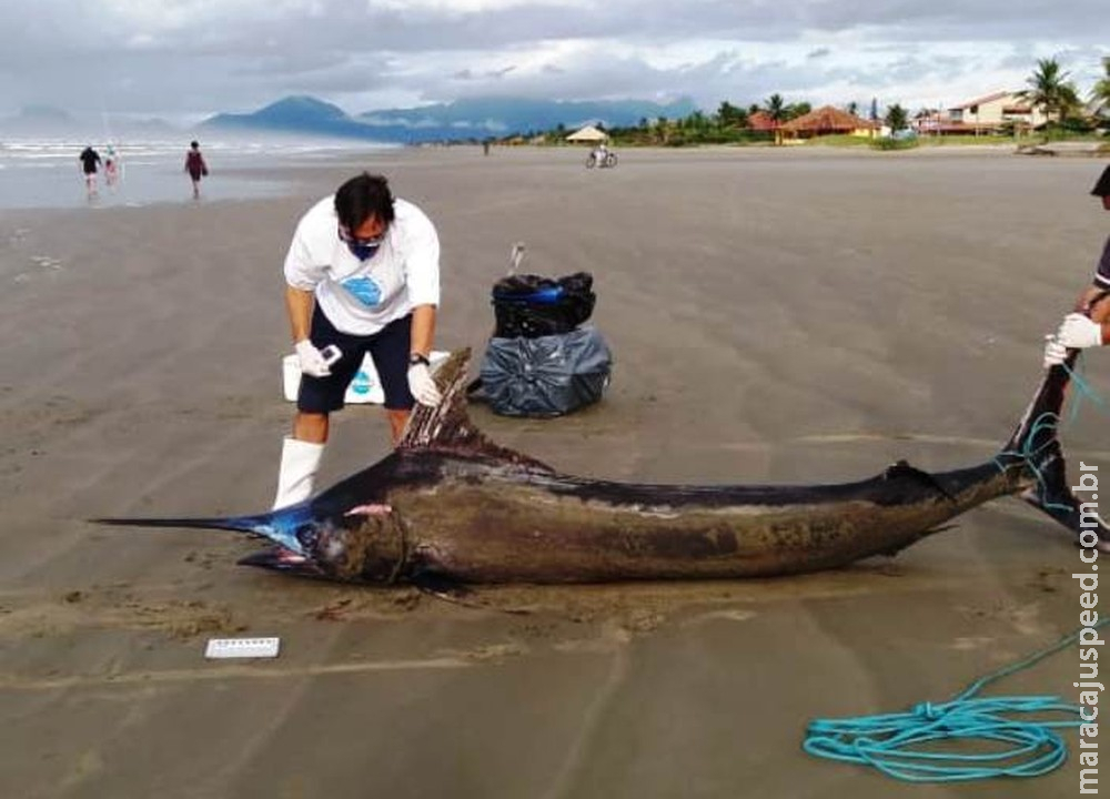 Peixe gigante raríssimo de mais de 200 Kg é achado em praia Peixe gigante raríssimo de mais de 200 Kg é achado em praia
