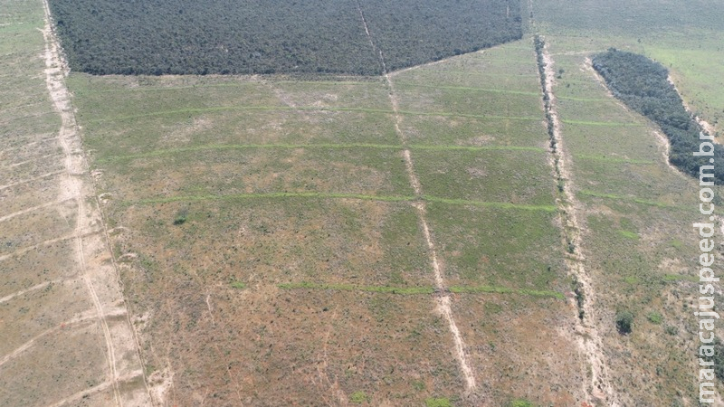 PMA autua paulista em R$ 24 mil por desmatamento ilegal realizado com licença para limpeza de pastagem