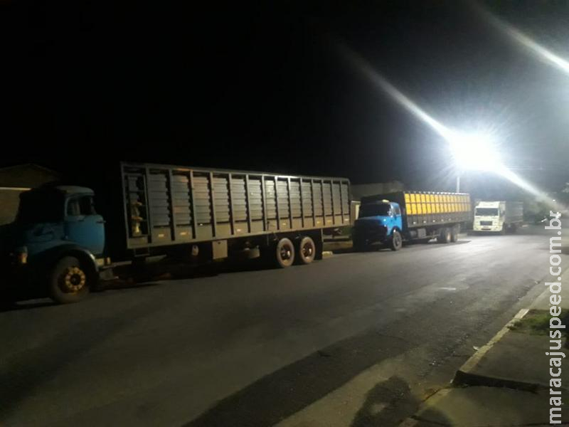 Polícia Militar Ambiental apreende três caminhões carregados com 67 cabeças de gado produto de apropriação indébita no Pantanal