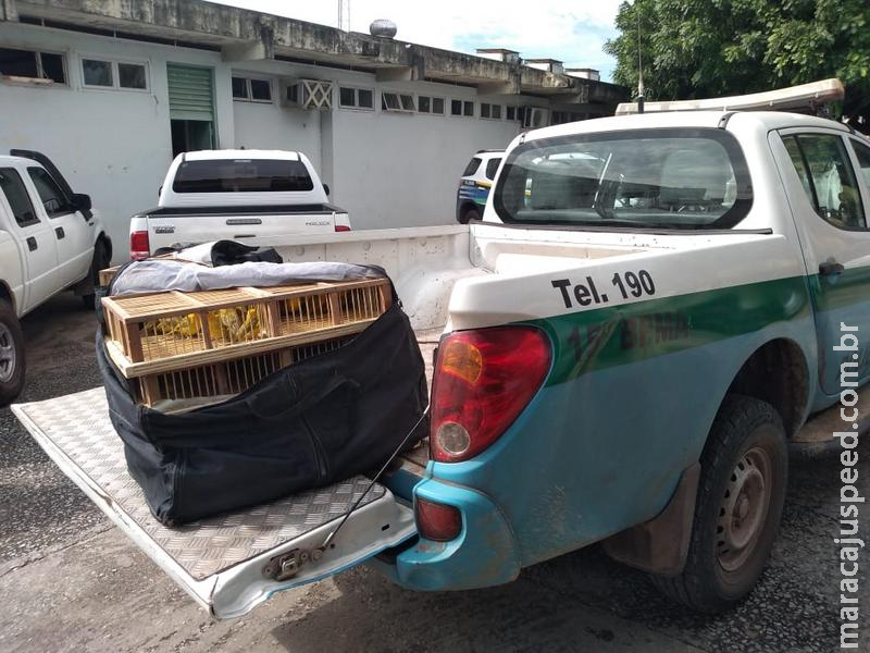 Polícia Militar Ambiental autua em R$ 34 mil uma comerciante de 33 anos por tráfico de 160 canários Polícia Militar Ambiental autua em R$ 34 mil uma comerciante de 33 anos por tráfico de 160 canários