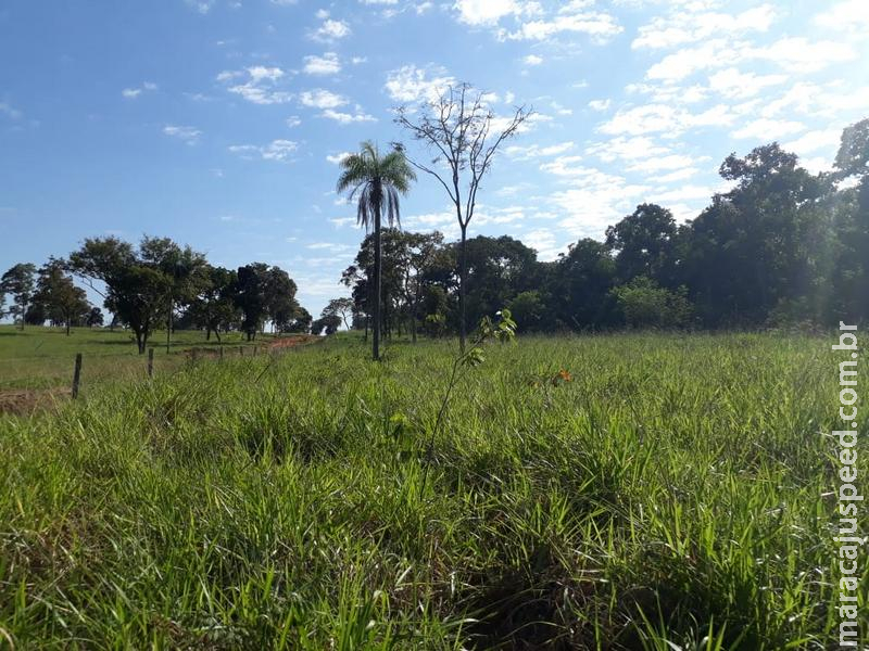 Polícia Militar Ambiental autua infrator em R$ 19,5 mil por desmatamento ilegal em área protegida de reserva legal Polícia Militar Ambiental autua infrator em R$ 19,5 mil por desmatamento ilegal em área protegida de reserva legal