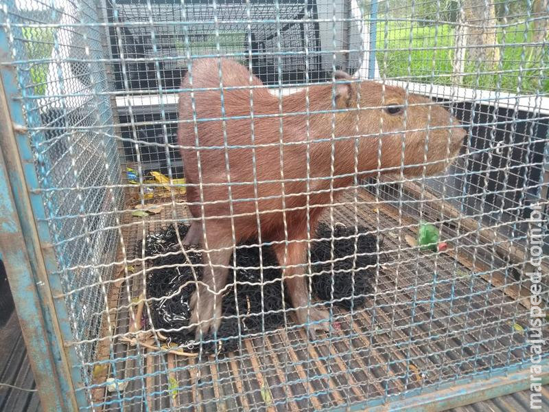 Polícia Militar Ambiental captura capivara em bar na periferia de Coxim Polícia Militar Ambiental captura capivara em bar na periferia de Coxim