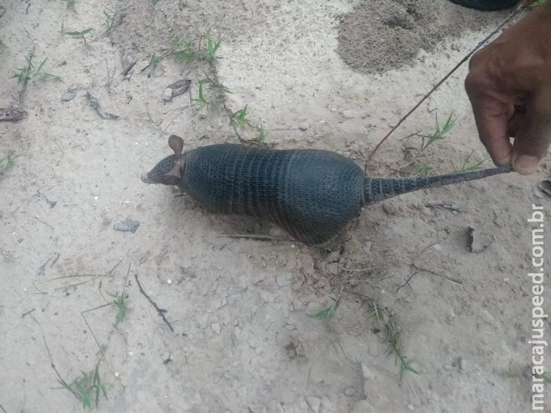 Polícia Militar Ambiental captura tatu em área de hospital em Coxim Polícia Militar Ambiental captura tatu em área de hospital em Coxim