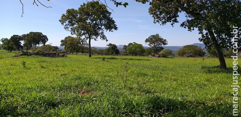 Polícia Militar Ambiental de Rio Negro autua campo-grandense por desmatamento ilegal de 10 hectares de vegetação nativa