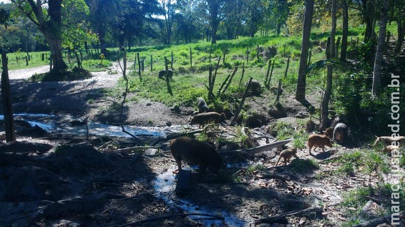 Polícia Militar Ambiental fecha suinocultura em área protegida de nascentes e autua proprietário em R$ 5 mil