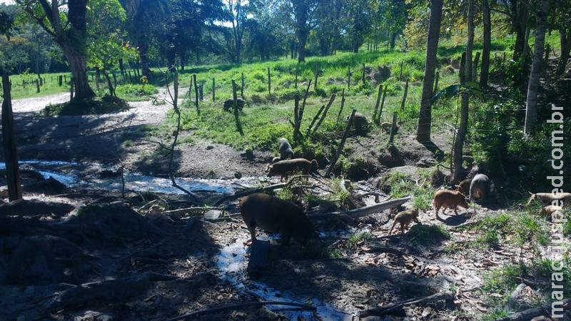 Polícia Militar Ambiental fecha suinocultura em área protegida de nascentes e autua proprietário em R$ 5 mil Polícia Militar Ambiental fecha suinocultura em área protegida de nascentes e autua proprietário em R$ 5 mil