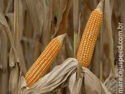 Safra de milho em MS deve chegar a 9,5 milhões de toneladas