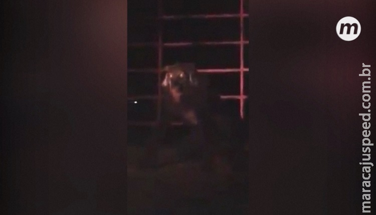  Vídeo de suposto lobisomem de Iguatemi vira piada no Facebook 