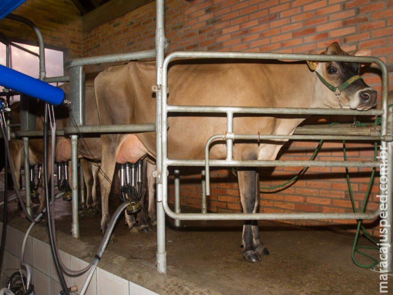 Audiência debate novas regras para produção de leite no Brasil