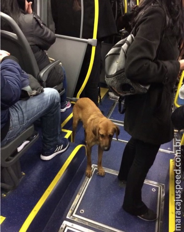Cachorro pega ônibus em estação-tubo, viaja por 3 km e desce sozinho em terminal Cachorro pega ônibus em estação-tubo, viaja por 3 km e desce sozinho em terminal