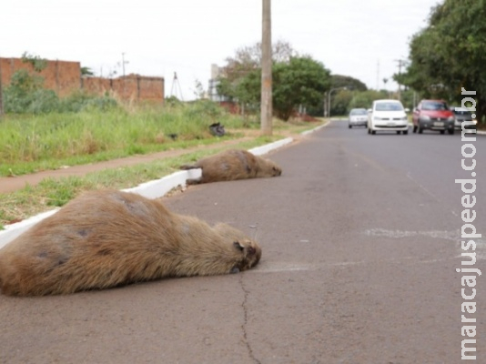 Capivaras são atropeladas e moradores reclamam de alta velocidade em avenida