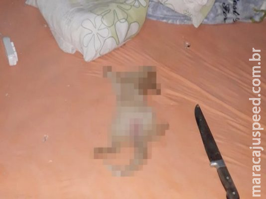 Casal volta de viagem e encontra gato morto e com sinais de estupro Casal volta de viagem e encontra gato morto e com sinais de estupro