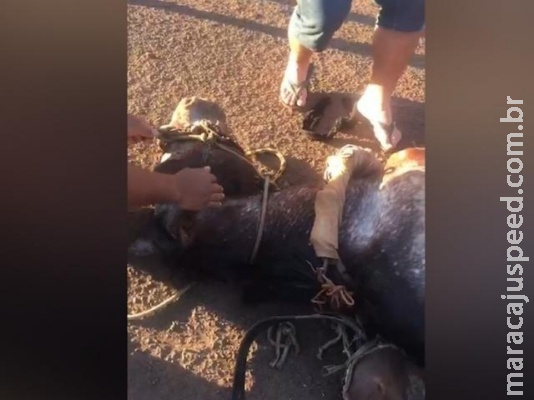 Cavalo é filmado desmaiado em rua após puxar carroça com 5 pessoas