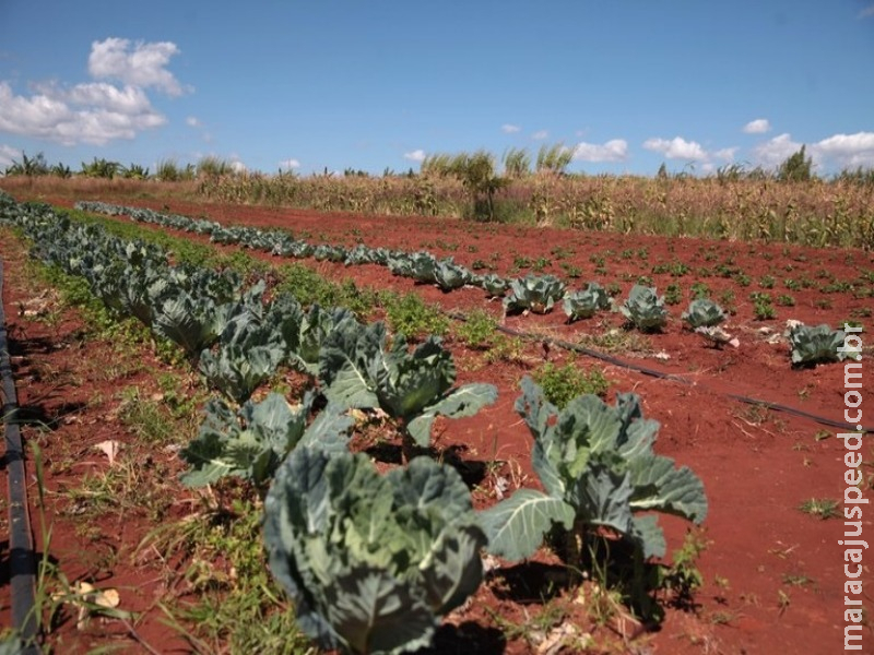 Cresce percentual de orgânicos nas compras do Programa de Aquisição de Alimentos