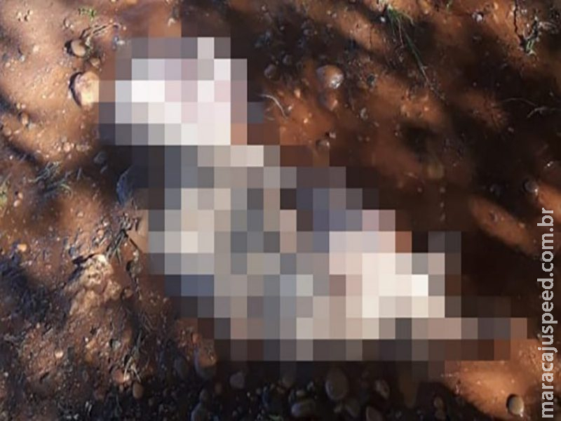 Dona é presa por matar cadelinha e guardar órgãos no sutiã Dona é presa por matar cadelinha e guardar órgãos no sutiã