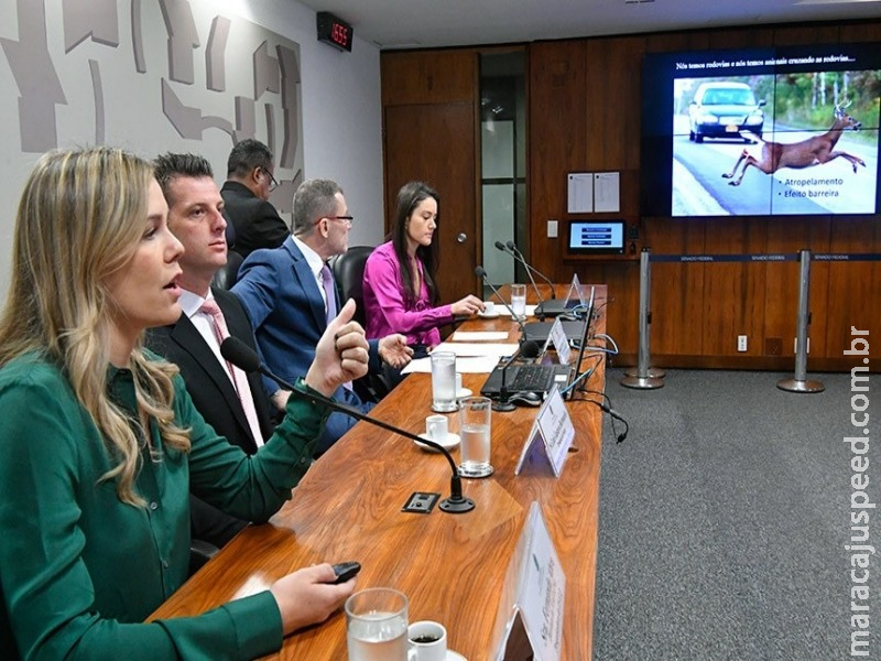 Especialistas defendem mais rigor na legislação que protege animais Especialistas defendem mais rigor na legislação que protege animais