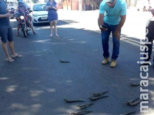 Filhotes de jacaré param trânsito ao atravessar rua em Aquidauana