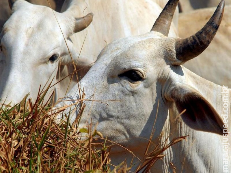 Ministério suspende exportação de carne bovina para a China