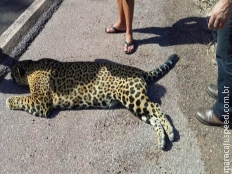 Onça-pintada é encontrada morta com sinais de atropelamento na BR-262