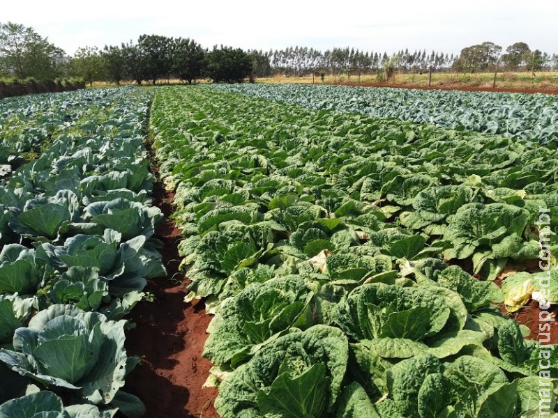 Parceria facilita escoamento e gera renda para agricultores familiares de MS Parceria facilita escoamento e gera renda para agricultores familiares de MS