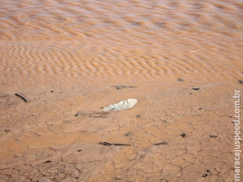 Parte do lago é esvaziada para obra e peixes são encontrados mortos