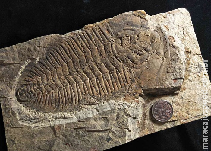 Pesquisadores acreditam ter encontrado o "rei" dos animais pré-históricos Pesquisadores acreditam ter encontrado o "rei" dos animais pré-históricos
