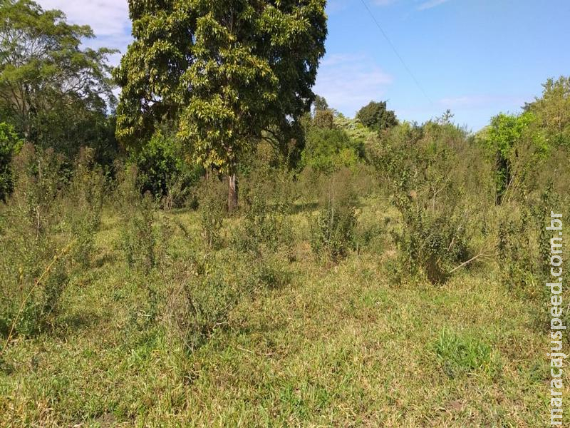 PMA autua campo-grandense em R$ 14 mil por desmatamento ilegal PMA autua campo-grandense em R$ 14 mil por desmatamento ilegal