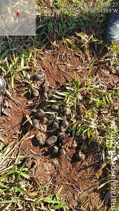 PMA autua dois assentados em R$ 10 mil por manutenção de gado em área protegida de reserva legal coletiva do assentamento PMA autua dois assentados em R$ 10 mil por manutenção de gado em área protegida de reserva legal coletiva do assentamento