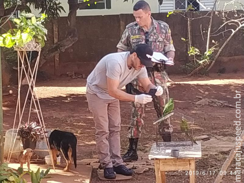 PMA autua mulher de 52 anos em R$ 3 mil por maus-tratos a cachorros e por manter aves silvestres ilegalmente em cativeiro PMA autua mulher de 52 anos em R$ 3 mil por maus-tratos a cachorros e por manter aves silvestres ilegalmente em cativeiro