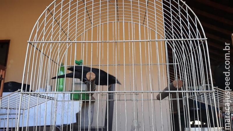 PMA autua vigilante em R$ 1,5 mil por manter aves silvestres ilegalmente em cativeiro