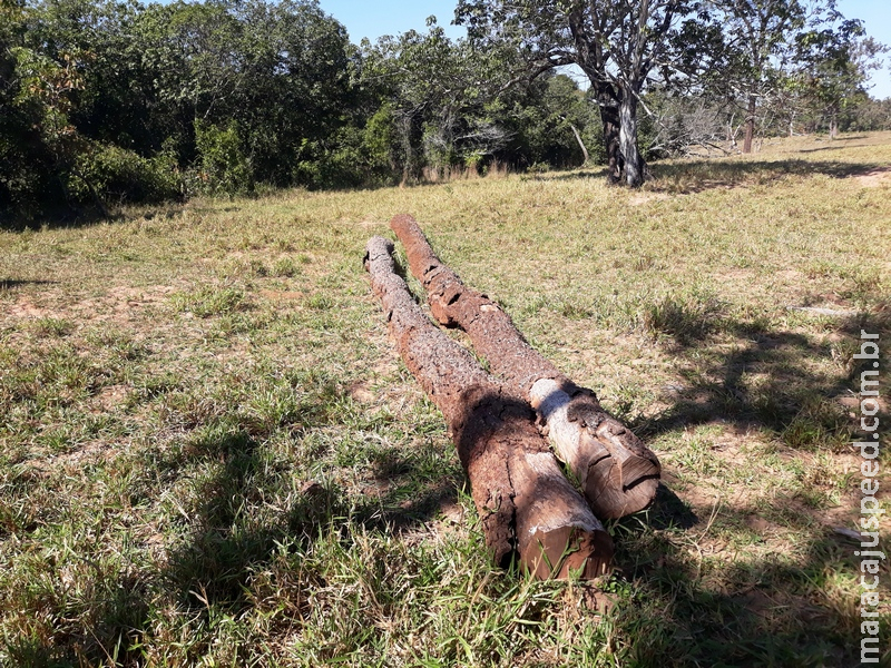 Polícia Militar Ambiental autua paulista em R$ 6 mil por exploração e armazenamento de madeira ilegal Polícia Militar Ambiental autua paulista em R$ 6 mil por exploração e armazenamento de madeira ilegal