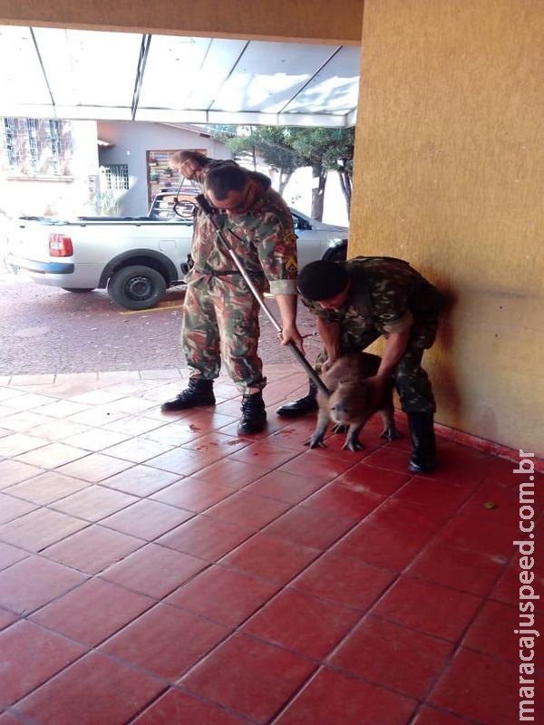 Polícia Militar Ambiental captura capivara nas dependências do círculo militar Polícia Militar Ambiental captura capivara nas dependências do círculo militar