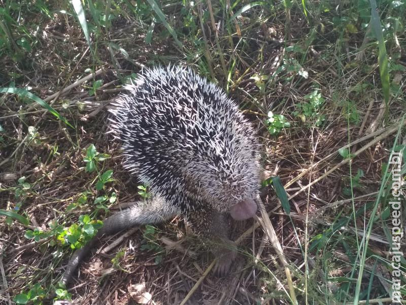 Polícia Militar Ambiental captura ouriço na área urbana de Dourados