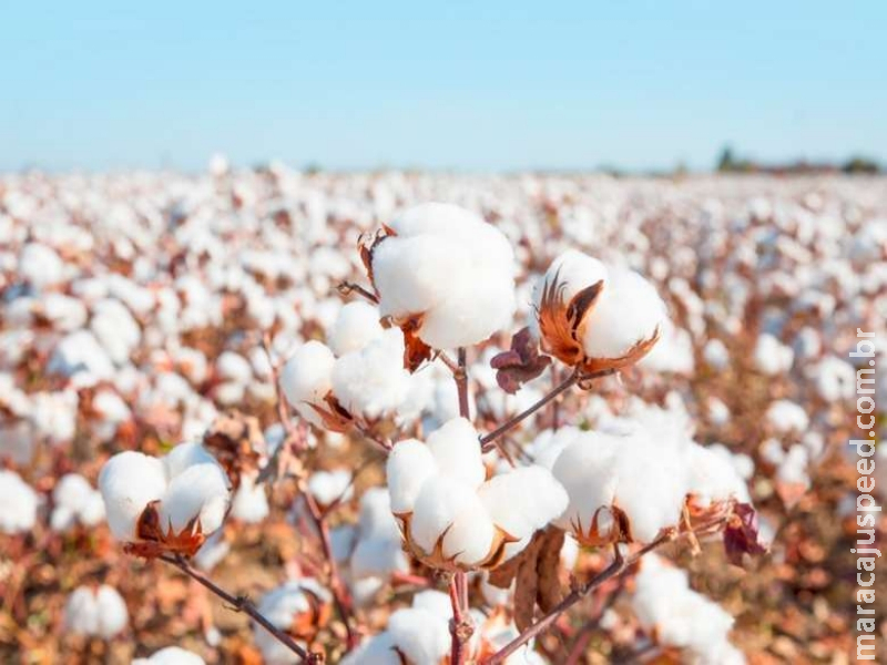 Produção do algodão atingirá novo recorde em MS Produção do algodão atingirá novo recorde em MS