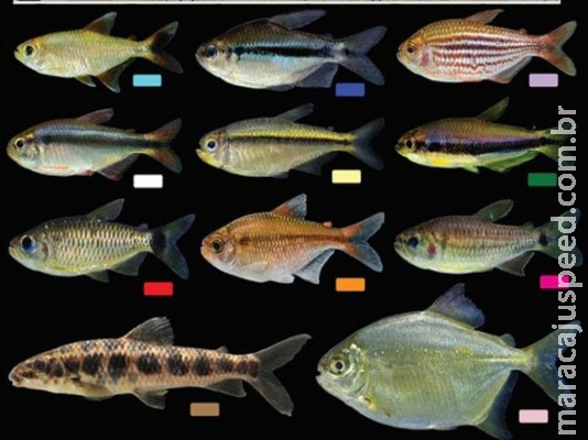 Professor da UFGD prova que Bacia Amazônica é mais rica em diversidade de peixe do planeta