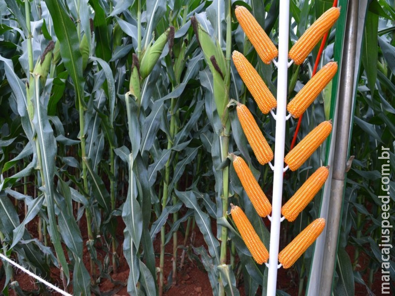 Projeto mostra que é possível integrar agricultura e preservação Projeto mostra que é possível integrar agricultura e preservação