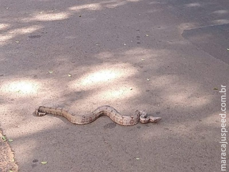 Só em MS: Cobra ‘passeia’ na avenida Afonso Pena e surpreende pedestres 