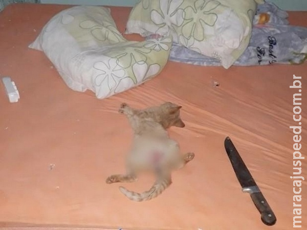Suspeito de praticar zoofilia em gato ligou para mulher: “o bagulho foi doido”