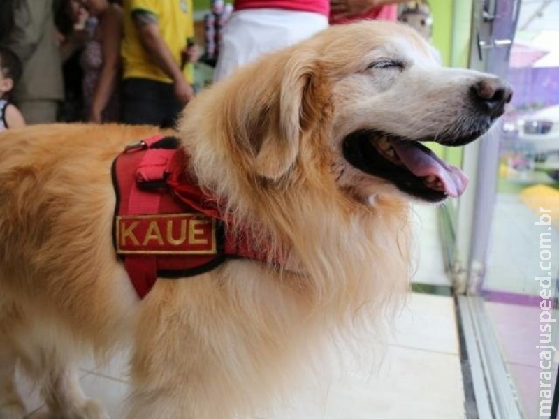 Visita de cão e gato é liberada em hospital, mas com banho todo dia