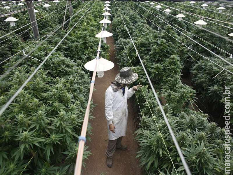 20 empresas querem cultivar maconha medicinal no Brasil 20 empresas querem cultivar maconha medicinal no Brasil
