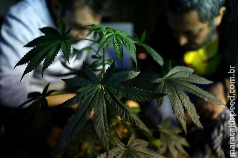 Anvisa começa debater a liberação do cultivo de maconha medicinal Anvisa começa debater a liberação do cultivo de maconha medicinal