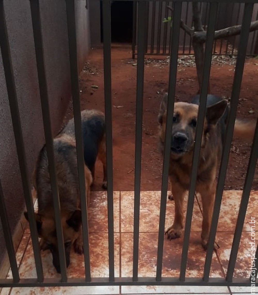 Bandidos dopam cachorros para furtar casa à luz do dia e câmeras de vizinhos registram fuga 