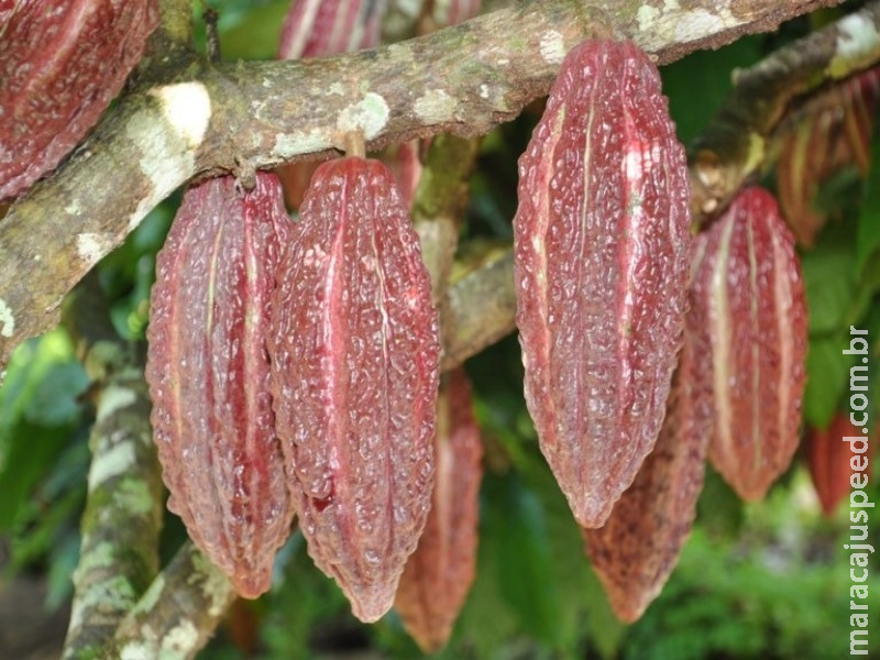 Brasil quer retomar protagonismo na produção mundial de cacau e chocolate