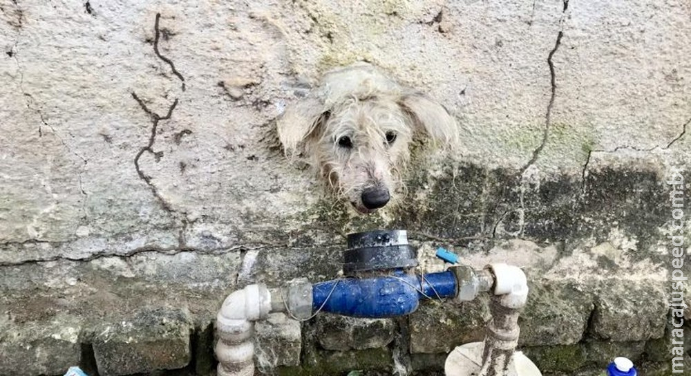 Cachorrinha de rua que ficou com cabeça entalada em muro é resgatada por bombeiros e ganha novo lar em MS Cachorrinha de rua que ficou com cabeça entalada em muro é resgatada por bombeiros e ganha novo lar em MS