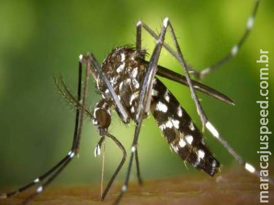 Com pouco mais de 2 mil casos, notificações por dengue começam a cair na Capital Com pouco mais de 2 mil casos, notificações por dengue começam a cair na Capital