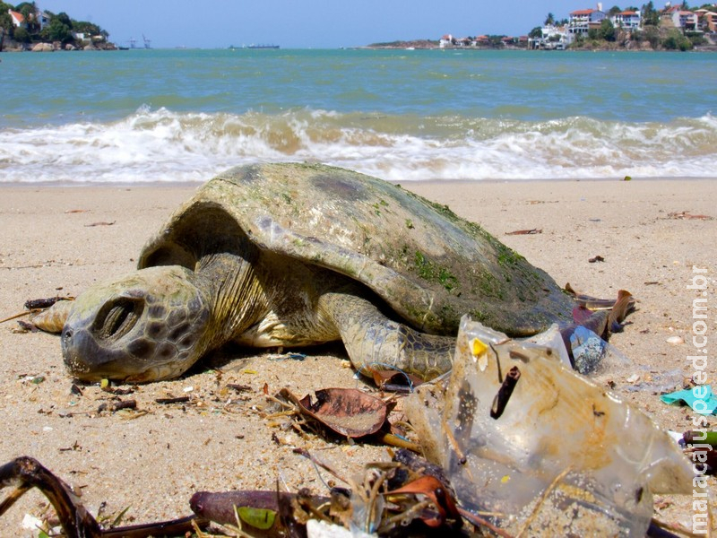Copo e sacola encontrados no intestino de tartaruga-verde mostram os riscos de poluir a água com plástico