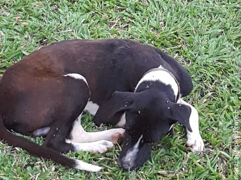 Dono abandona cachorro doente ao relento sem água e comida e diz que 