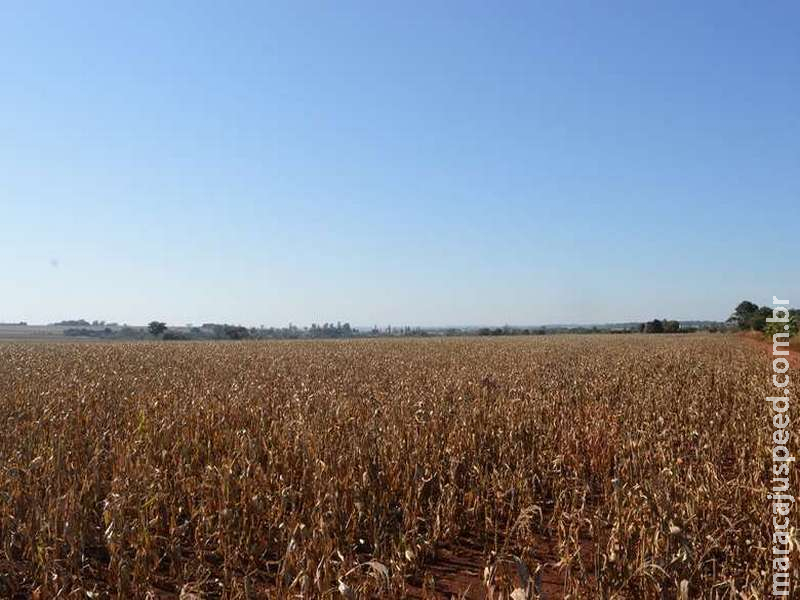 Geada não afeta estimativa de produtividade e milho deve ter safra recorde em MS Geada não afeta estimativa de produtividade e milho deve ter safra recorde em MS